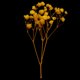 thumbnail image 5 of Flor Seca Macarena Decoración Navideña Estilo Rústico Amarillo, 5 of 8
