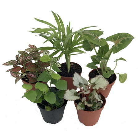 Terrarium & Fairy Garden Plants - 5 Plants in 2