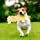 thumbnail image 4 of Juguete para perros pequeños TUNC Perro de peluche pequeño pato amarillo Sencillez, 4 of 5