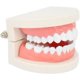 thumbnail image 2 of Modelo de demostración dental. JM, 2 of 5