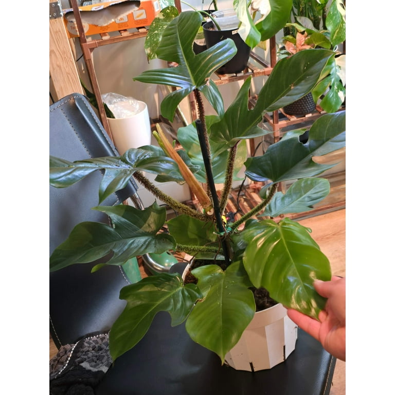 plowmanii philodendron Philodendron Plowmanii — Aroidasia