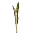 thumbnail image 1 of Planta artificial Ounissouiy 59 CM 3 hojas, 1 of 6