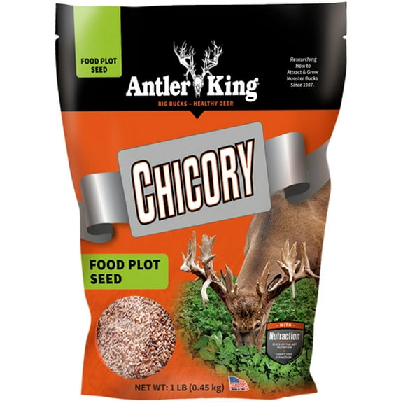 Antler King Chicory Plant Seed, Drought and Weather Tolerant