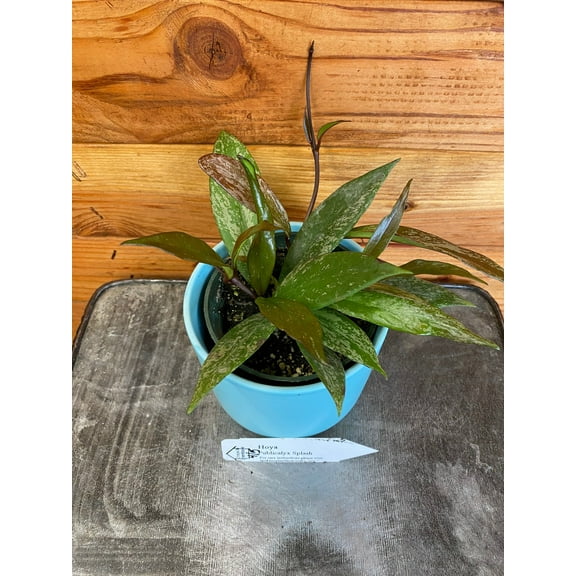 Hoya Pubicalyx Splash, 4" Plant, The Plant Farm