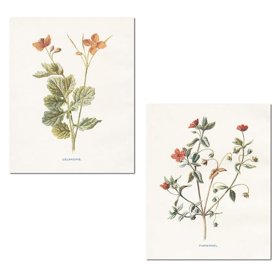 Old-Fashioned Off-White and Red Botanical Floral Adult Decor; 2- 11" x 14" Unframed Print