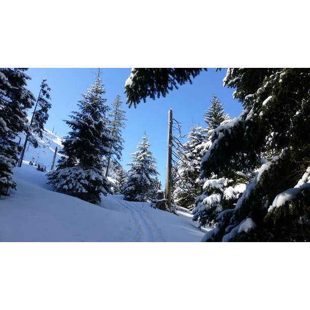 Trees Snow Sky Blue Winter Forest Allgaƒae A A U Sun Inch By 30 Inch Laminated Poster With Bright Colors And Vivid Imagery Fits Perfectly In Many Attractive Frames Walmart Com Walmart Com