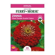 Ferry-Morse 40MG Zinnia Giant Double Flowered Scarlet Flame Flower Seeds Packet