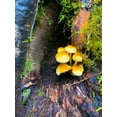 thumbnail image 2 of Grayscale 25x32 White Modern Wood Framed Museum Art Print Titled - Tiny Mushroom Cluster I, 2 of 4