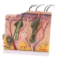 thumbnail image 3 of Human Skin Model Science Biology Education, 1:50, Incluye 25 Diagramas Etiquetados Para El Aprendizaje Y , Suministros De, 3 of 9