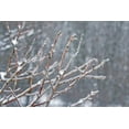 thumbnail image 2 of Bradley, Felicity 14x11 Black Ornate Wood Framed with Double Matting Museum Art Print Titled - Glistening Branches I, 2 of 4