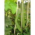 thumbnail image 2 of TomorrowSeeds - Bonanza Angled Luffa Gourd Seeds - 60+ Count - For 2025 Planting Ridged Angled, 2 of 9