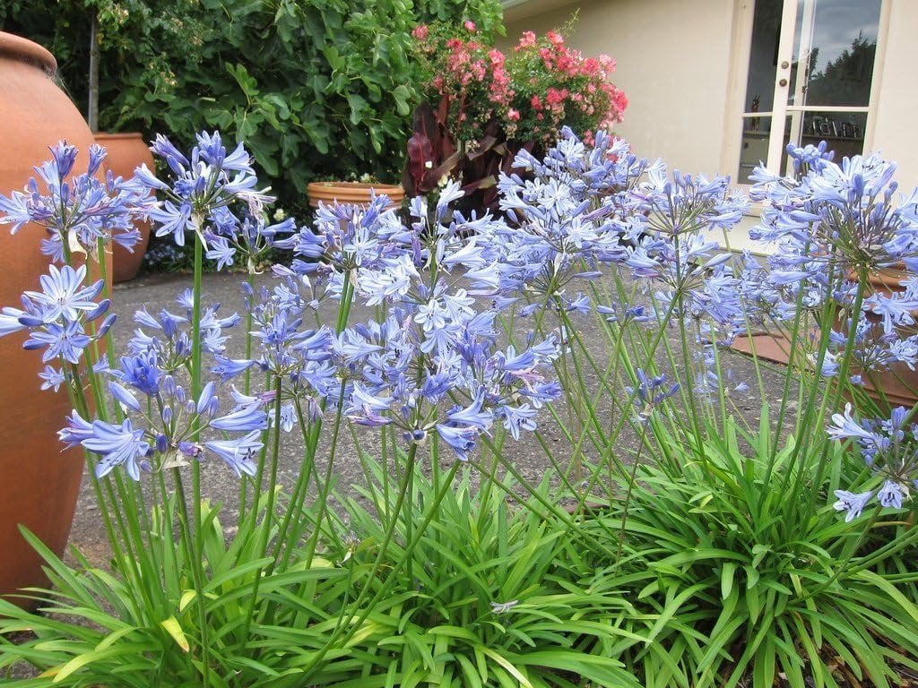 Agapanthus Lily of The Nile - 30 Live Plants - Blooming Ornamental Foliage