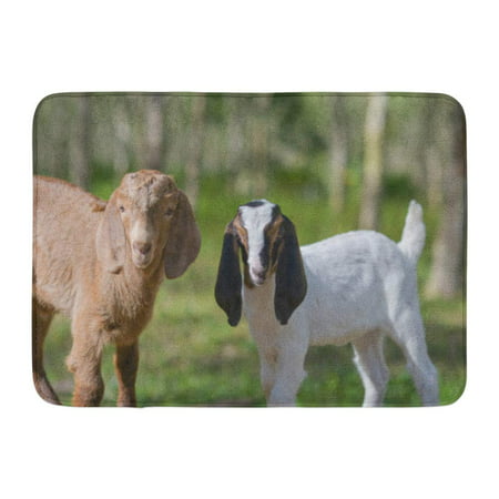 GODPOK Green Agriculture Brown Goat in Field Free Steep Eating Grass on Pasture Little Portrai White Animal Rug Doormat Bath Mat 23.6x15.7 (Best Pasture Grass For Goats)