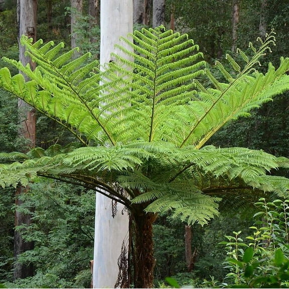 Australian Tree Fern-Cyathea cooperi-Perfect for shaded areas and tropical gardens  6" Pot