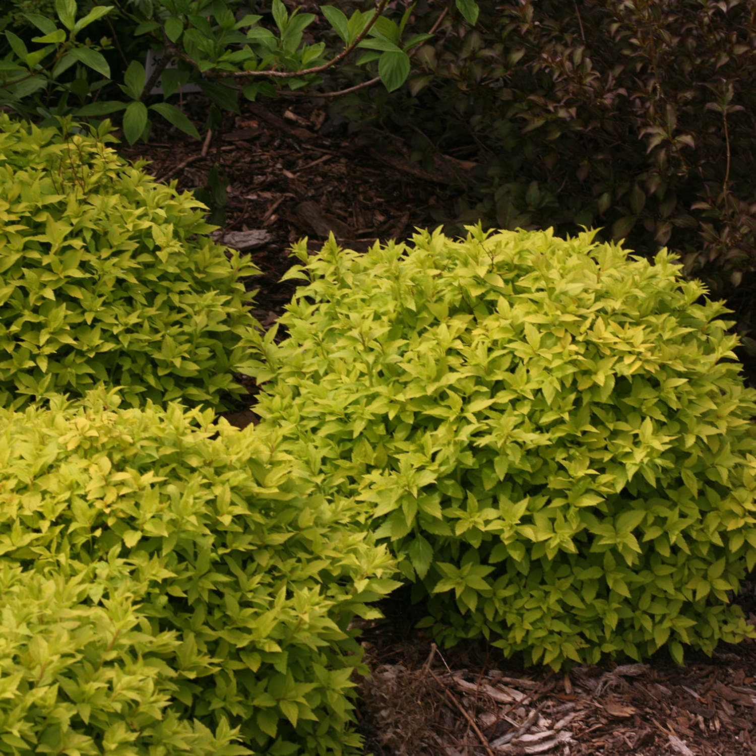 Proven Winners ColorChoice 5" Pink Double Play Gold Spirea Live Plant in 4.5" Pot (4 Count)