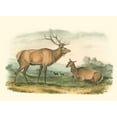 thumbnail image 3 of Audubon, John James 14x11 Black Modern Framed Museum Art Print Titled - American Elk and Deer, 3 of 5