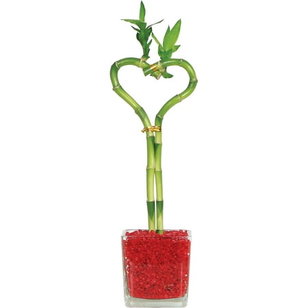 Brussel s Lucky Bamboo Heart Shaped Small  Indoor  