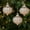 E, variant on Christmas Special Decorative Small Pendant Set - Plastic Electroplating Golden Color Ornaments, Multicolor, for Tree & Holiday Decor