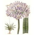 thumbnail image 2 of Edwards 26x32 Gold Ornate Wood Framed with Double Matting Museum Art Print Titled - Lavender Beauties VI, 2 of 4