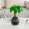 thumbnail image 4 of Macetas de plástico hidropónico transparente 2 piezas | Pequeñas plantas en macetas de interior con riego automático | Material PET | 4.3x4.1x2.8in | Jardineras de sobremesa para salón, mesa de, 4 of 5