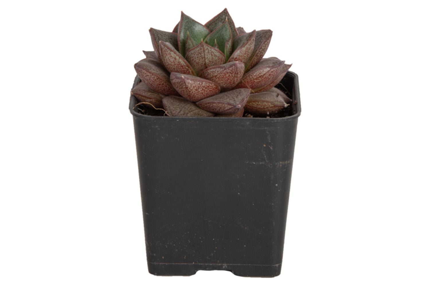 (2 pack) Desert Escape Live Indoor Plant 7in Tall Green Cacti and Succulent in 2.5in Grower Pot