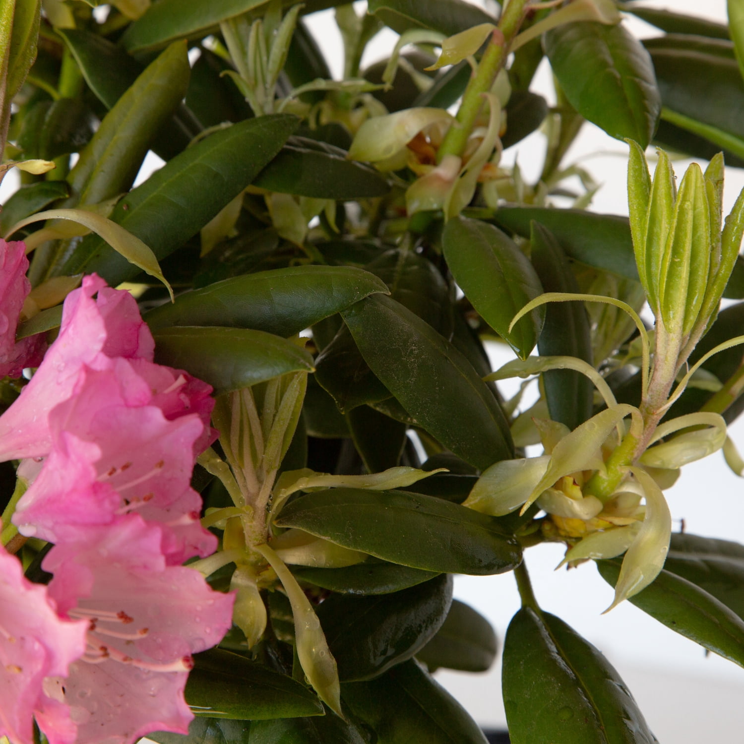 Southern Living Southgate Brandi Rhododendron Live Shrub in 2-Gallon Grower Pot