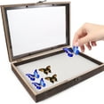 thumbnail image 7 of Zonhebin Wooden Tabletop Bug Display Case with Clear Window for Specimen, 7 of 7