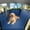 Blue, variant on JKLESA Dog Car Seat Cover for Back Seat, 52"x65" Waterproof Hard-Bottom Hammock with Side Flaps, Heavy-Duty 450lbs, Non-Slip & Scratch-Proof PU Leather Protector for SUV, Truck & Sedan Gray