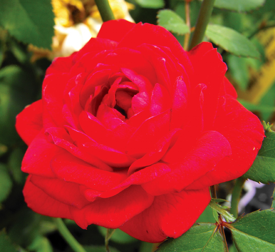 Royal Ruby Miniature Rose Bush Fragrant/Hardy 4" Pot