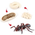 thumbnail image 3 of Esquirla 1 Set Life Cycle Stages Classroom Teaching Accessories Educational Toy - Red, 3 of 8