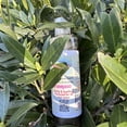 thumbnail image 2 of Clove & Rosemary Extracts Shampoo, 2 of 5