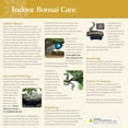 thumbnail image 4 of Brussel's Fringe Flower Bonsai - Medium - (Indoor), 4 of 5
