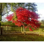 Fireglow Upright Red Japanese Maple Tree - Live Plant - ( TG )