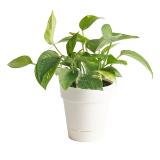 pothos wall planter WallyGrow Eco Wall Planter  Teal Vertical Garden Planter  Ed's Plant Shop