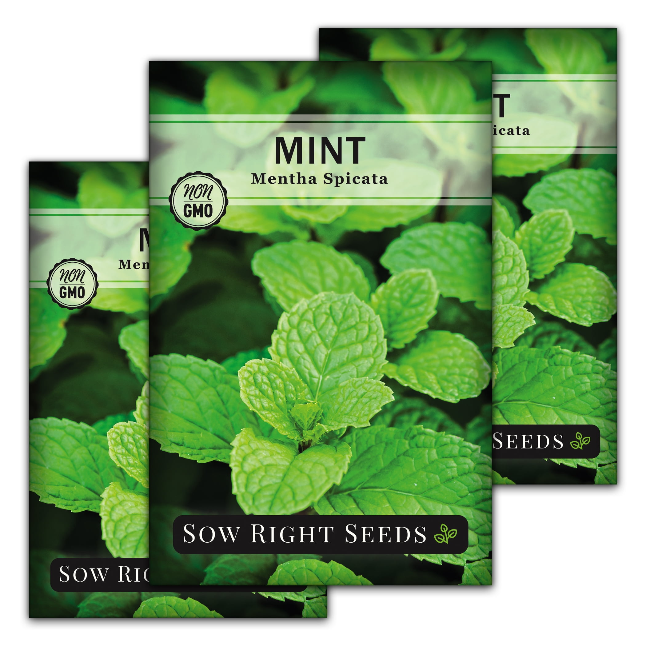 Mint Seeds for Planting Non GMO Heirloom Varieties for your Indoor or Outdoor Herb Garden 3