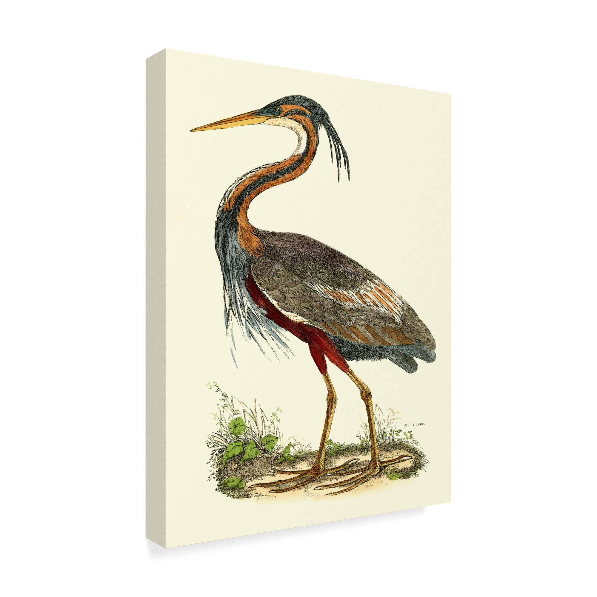 Trademark Fine Art 'Custom Purple Heron' Canvas Art by John Selby
