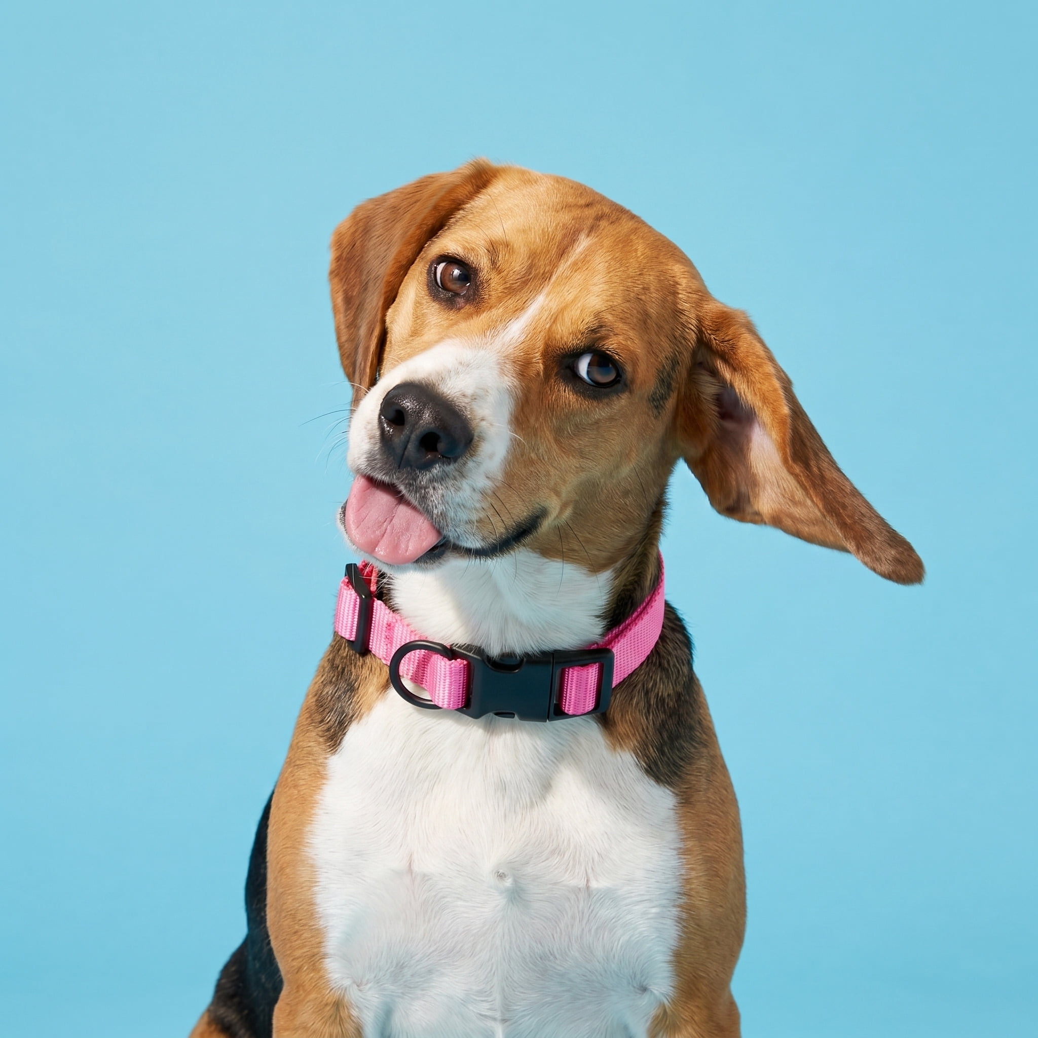 Vibrant Life Solid Polyester Adjustable Dog Collar, Pink, Medium