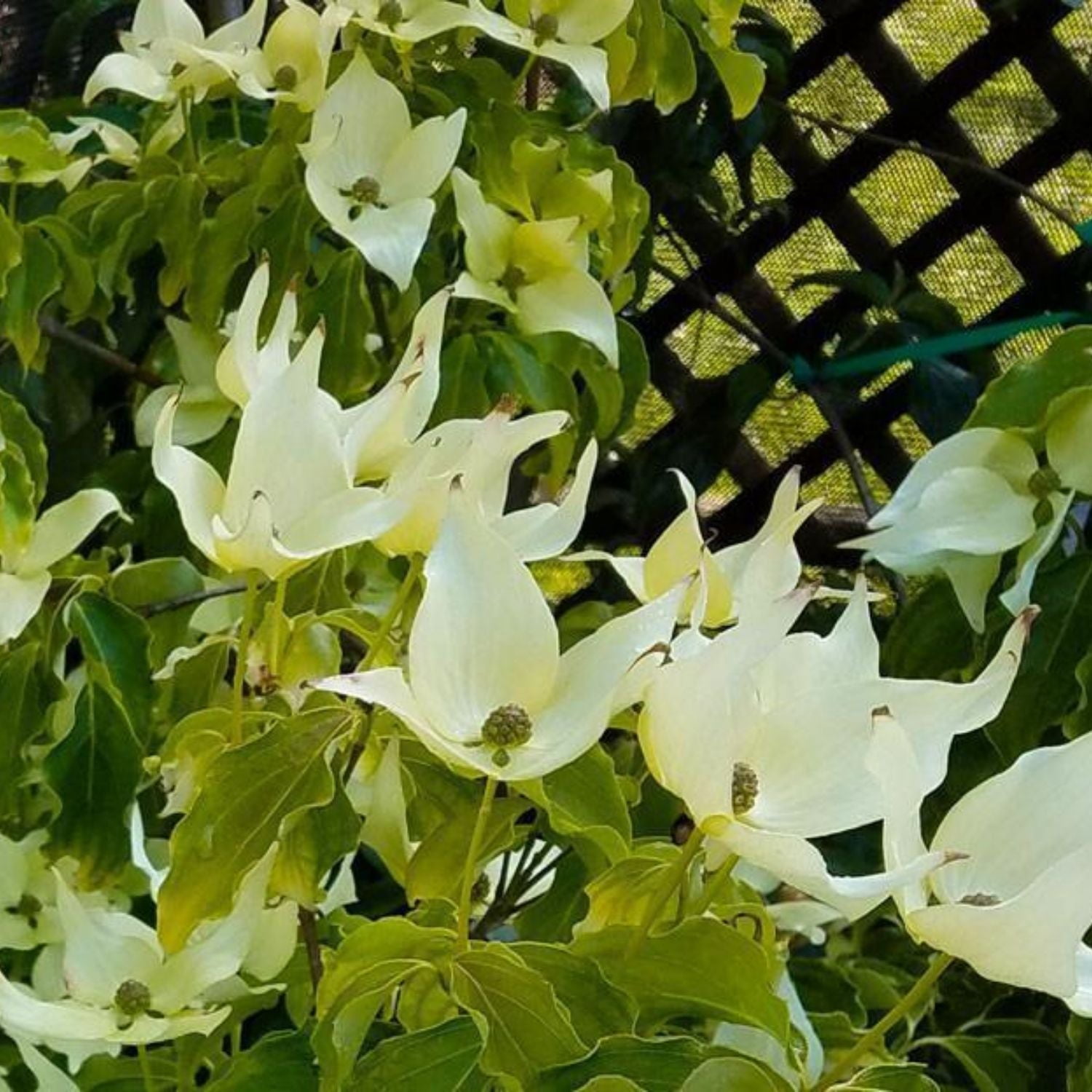 Expert Gardener 4-5' Dogwood Snow Tower® in 2 gal. Grower Pot