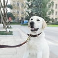 thumbnail image 4 of Mighty Paw Collar de cuero para perro, cuero envejecido súper suave, calidad premium, aspecto moderno y elegante., 4 of 5