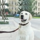thumbnail image 4 of Collar de cuero para perros Mighty Paw, cuero desgastado súper suave, calidad superior, apariencia moderna y elegante, 4 of 5