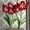 Barbados, variant on Vigorous Amaryllis Bulbs-Low Maintenance for Winter Blooms-Ideal for Indoor, Plant Pots & Planters