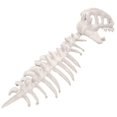 thumbnail image 2 of Disfraz de esqueleto de dinosaurio 3D para Halloween, ideal para carnavales y fiestas de disfraces. Blanco 80 cm, 2 of 9