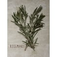 thumbnail image 2 of Prime, Marcus 12x14 White Modern Wood Framed Museum Art Print Titled - Time-Honored Rosemary 2, 2 of 4