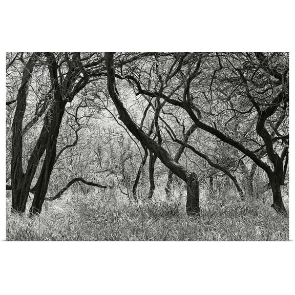 Great BIG Canvas | Rolled Greg Vaughn Poster Print entitled Hawaii, Lanai, Manele Bay Beach Park, Grove Of Kiawe Trees