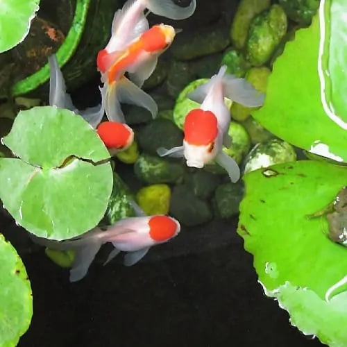 Floating Medium Z Pellets, All Fish, Cichlids, Discus & Pond Fish (Apx 3mm-1/8")…12-lbs