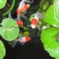 thumbnail image 5 of Floating Medium Z Pellets, All Fish, Cichlids, Discus & Pond Fish (Apx 3mm-1/8")…8-lbs, 5 of 5