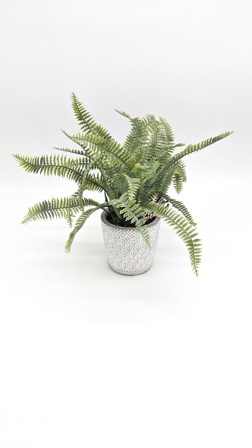 Way to celebrate LEATHER FERN POTTED, 9"