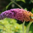 thumbnail image 4 of National Plant Network 3 gal Buddleia Bicolor Live Shrub with Full Sunlight, 4 of 8