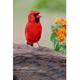 thumbnail image 2 of Jones, Adam 23x32 Black Ornate Wood Framed with Double Matting Museum Art Print Titled - Male cardinal and flowers-Rio Grande Valley-Texas, 2 of 4
