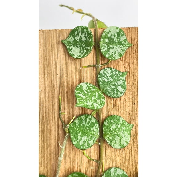 Bumble Plants Hoya Curtisii - Full Live Colorful Houseplant in Nursery Pot, Easy Care, Indoor Plant for Beginners